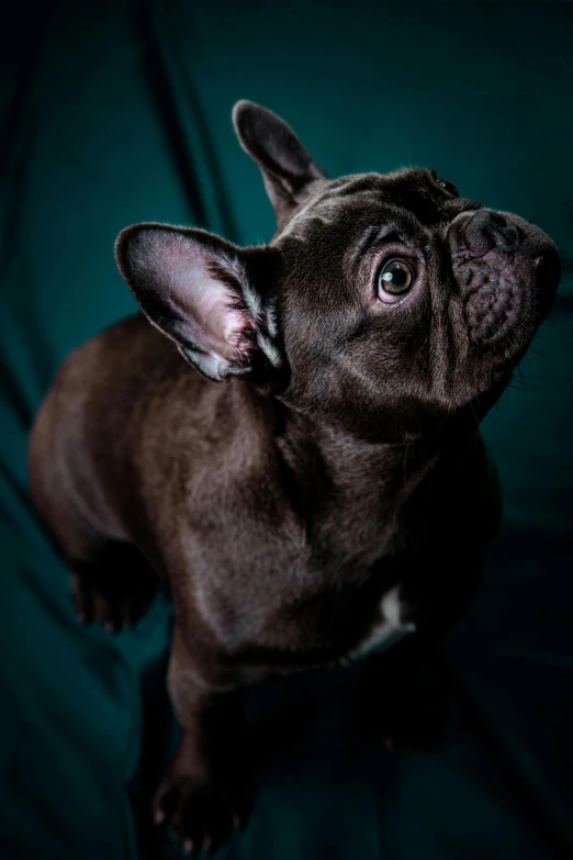 there is a small brown dog that is sitting up