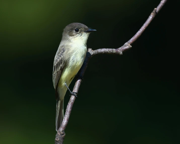 a small bird sitting on a thin twig