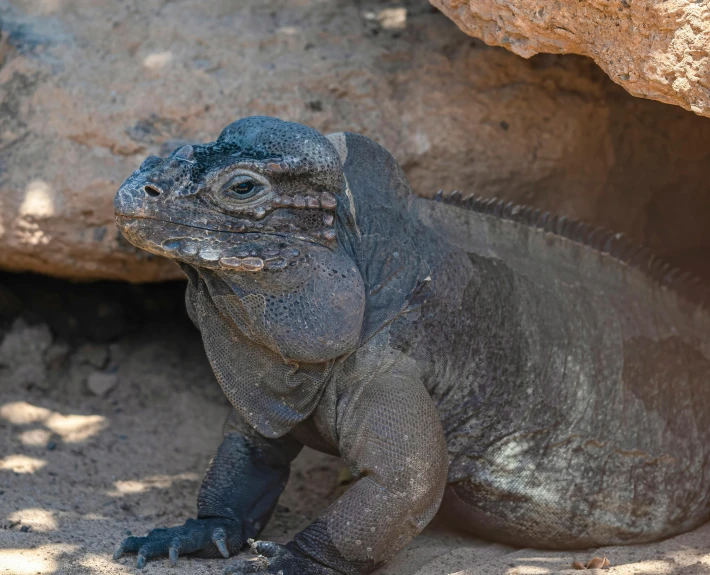 there is a very large lizard by the rocks