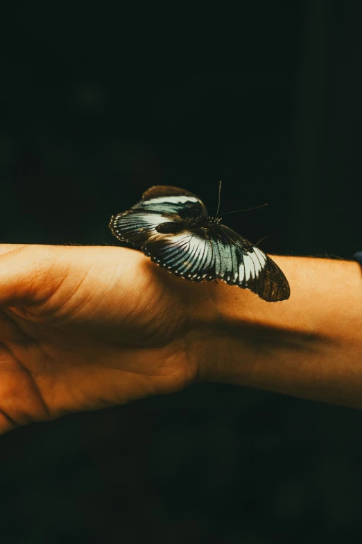 a white and black erfly is perched on the left hand of a person