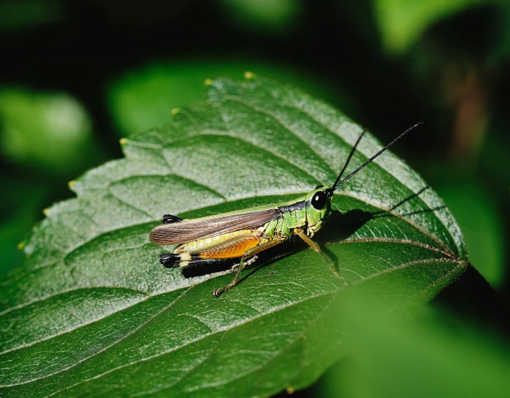 a bug sitting on a green leaf