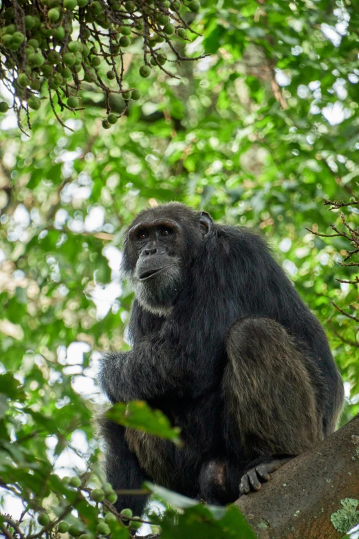 a gorilla hanging from the top of a tree nch