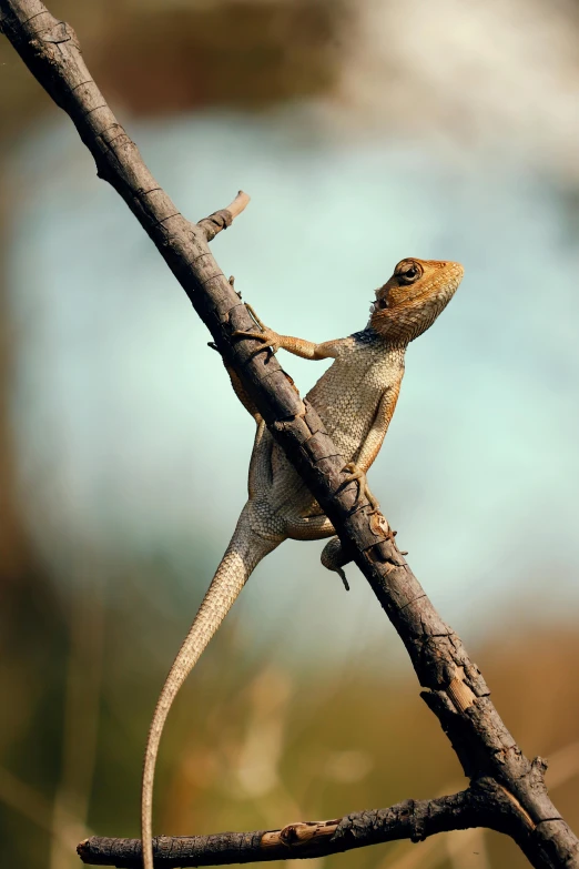 a large lizard is climbing a tree nch