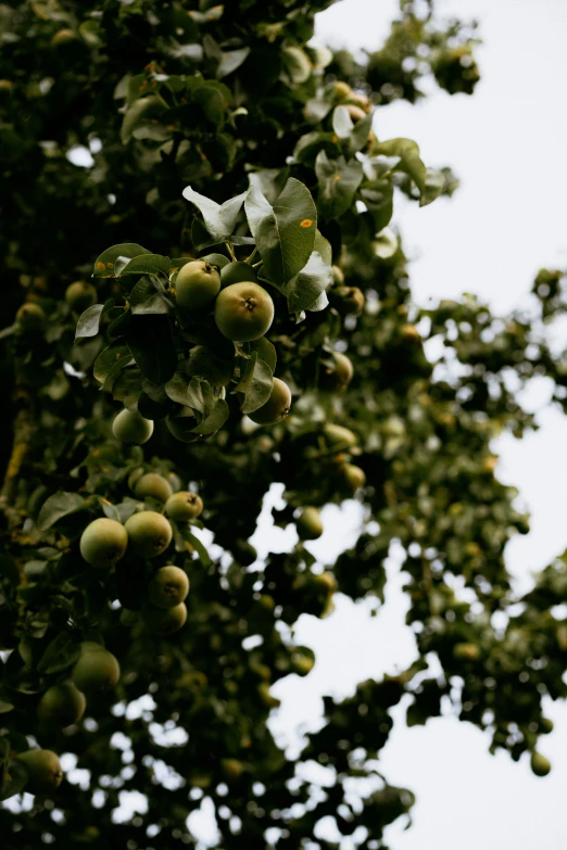 green fruit hanging from the nches of a tree