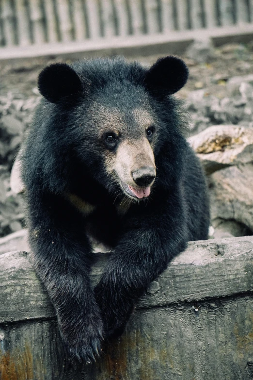 a black bear is sitting on a log