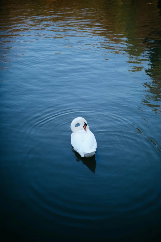 a white swan floating on top of a body of water