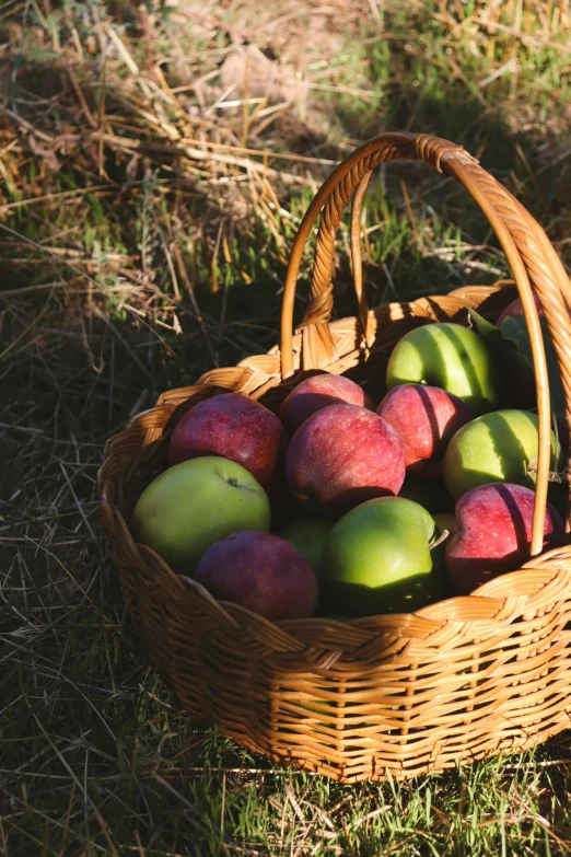 a basket of apples in the shade of a sun