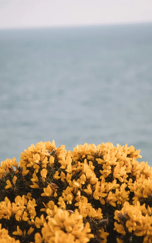 some small yellow flowers are growing out of the rocks