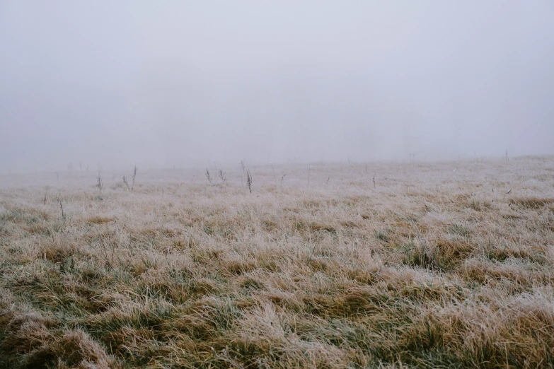 snow covered grasses and some small trees in the background