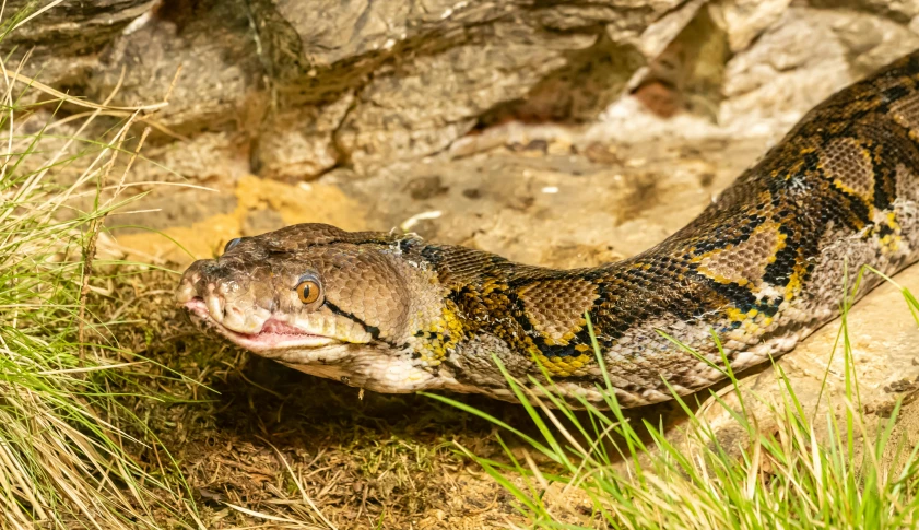 a snake is in some grass by a large rock