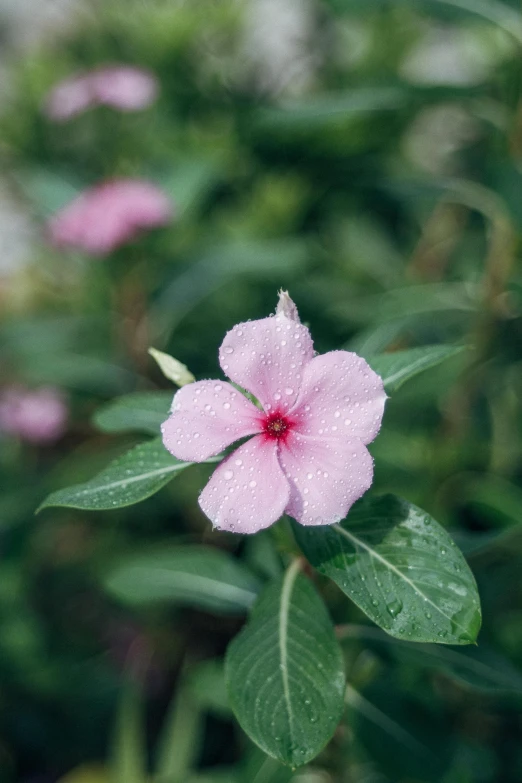 a pink flower with two green leaves with water drops on it