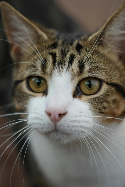 a cat with white whiskers looking at the camera