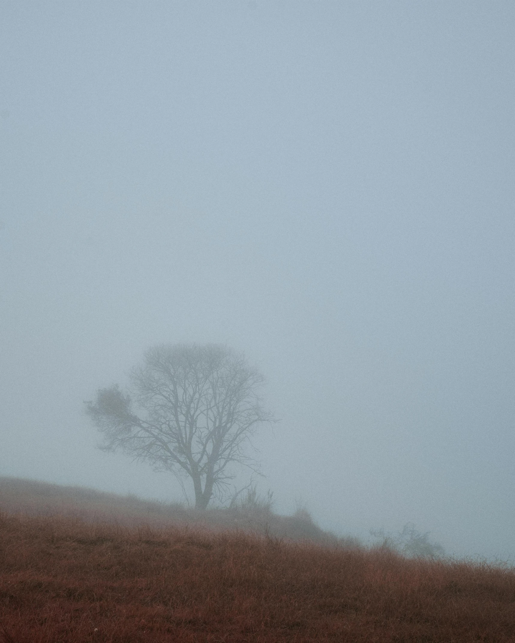 a lone tree standing on top of a lush green field