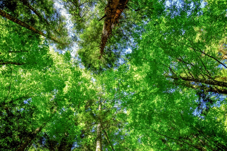 tall green trees with a sky in the background