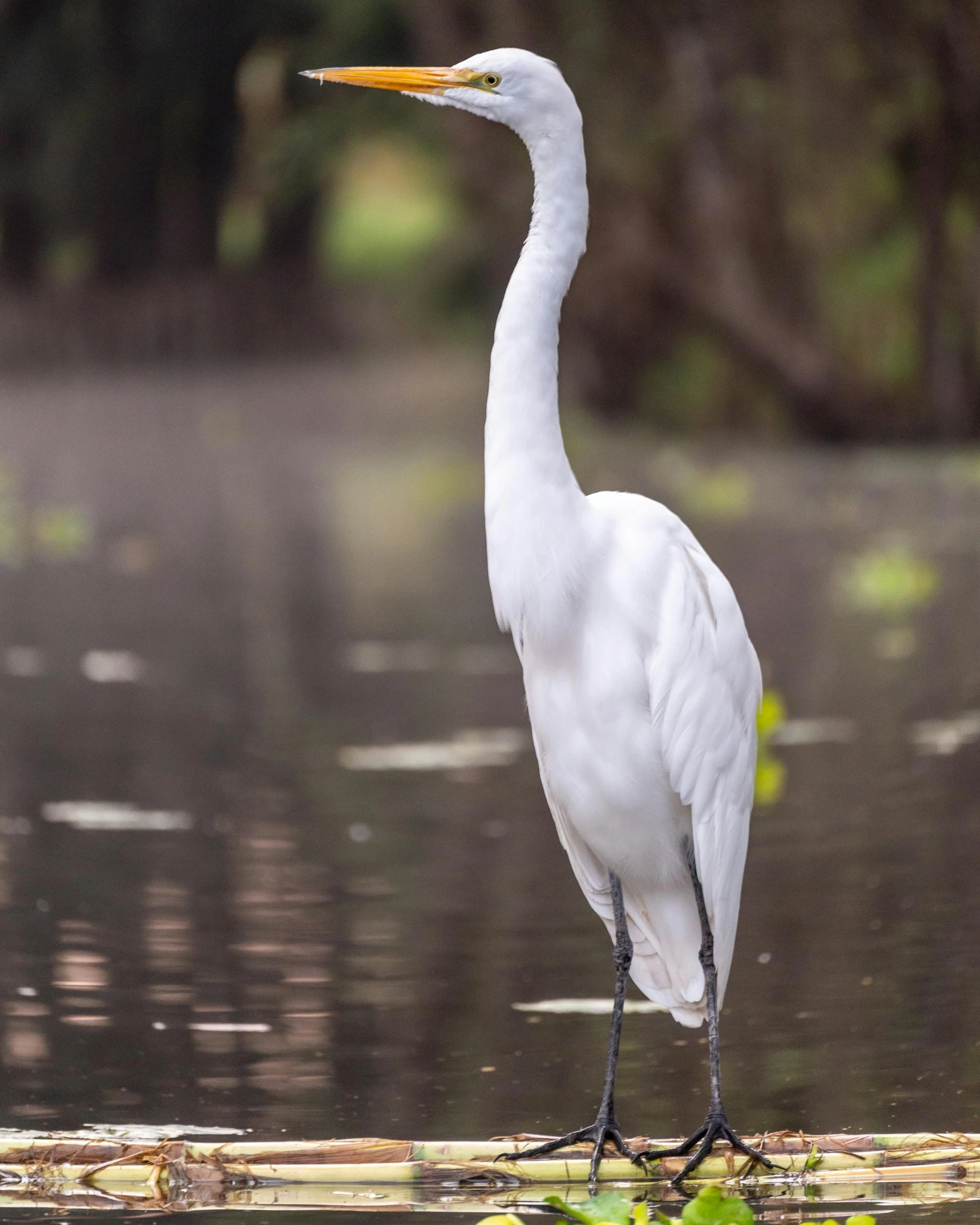 a white bird with a long neck is standing on a tree nch in water