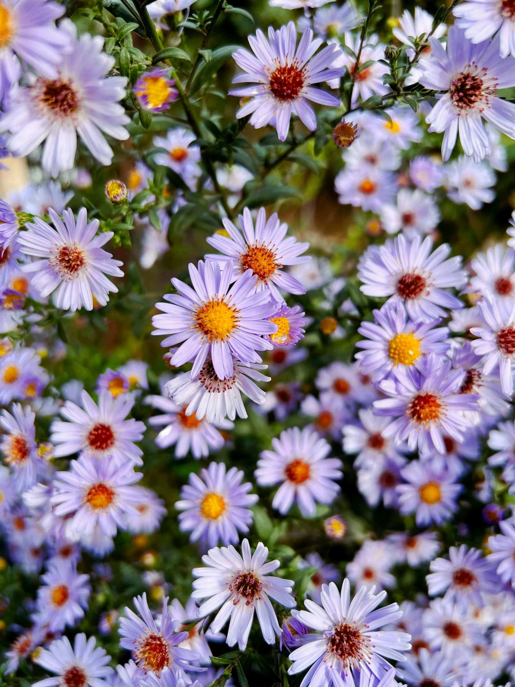 flowers in the field with purple petals