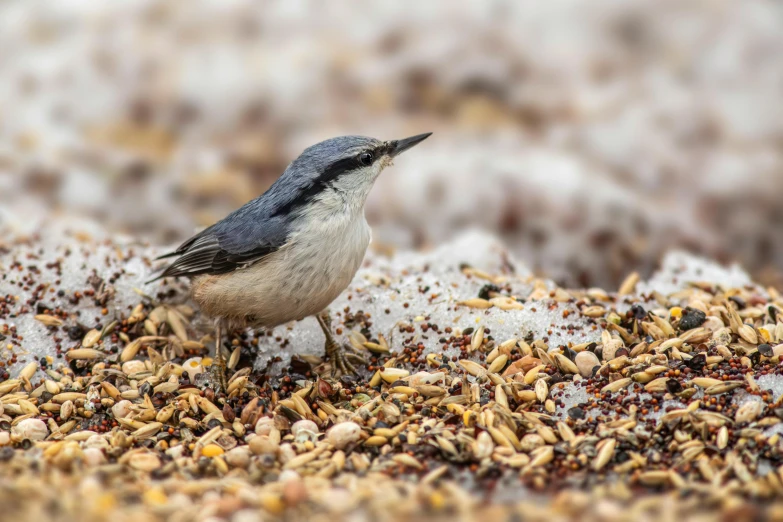 a small bird standing on some brown, yellow and white food