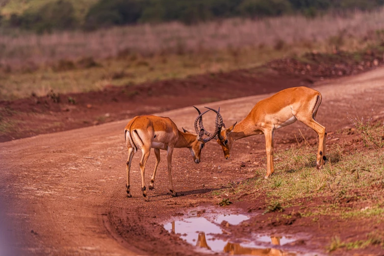 two deer are bending over to get some water