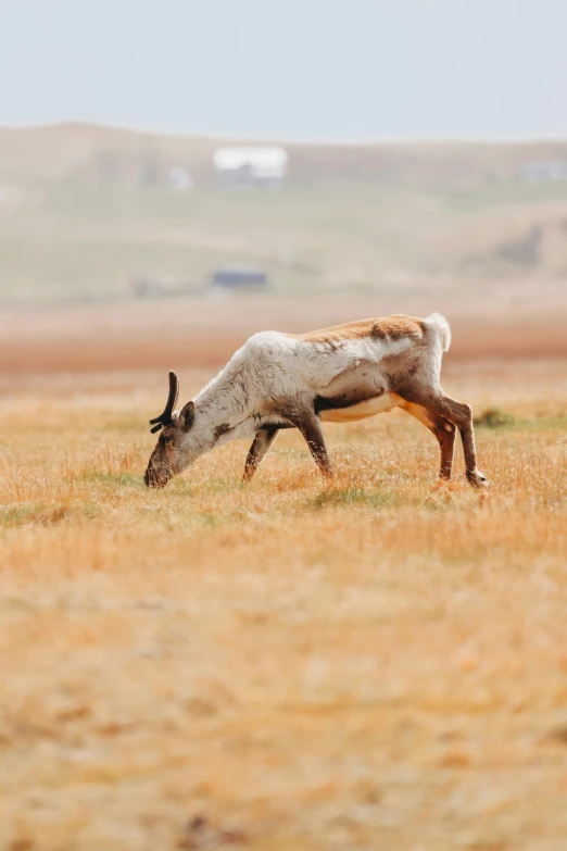 an ox grazing on dry grass in the country