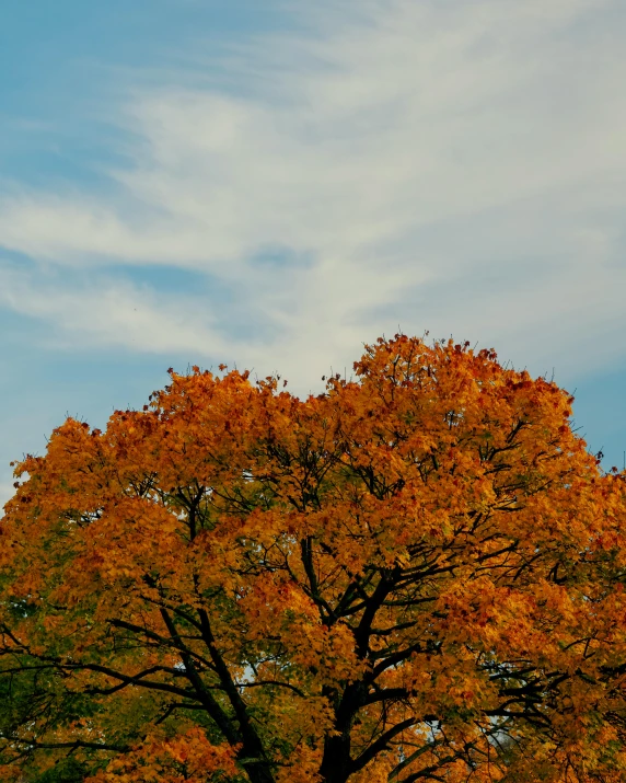 large leaf covered tree standing next to cloudy sky