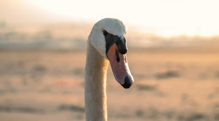 a close up view of a duck looking at soing