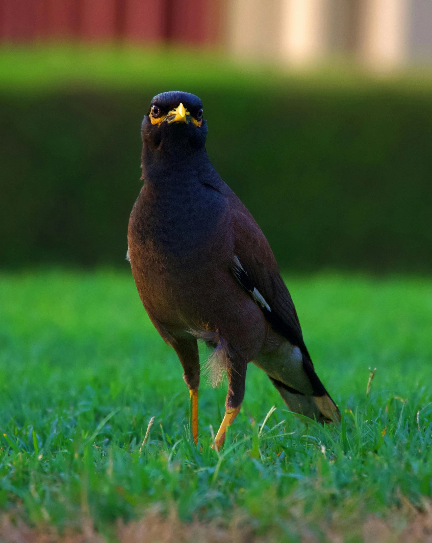 a bird standing on top of a lush green field