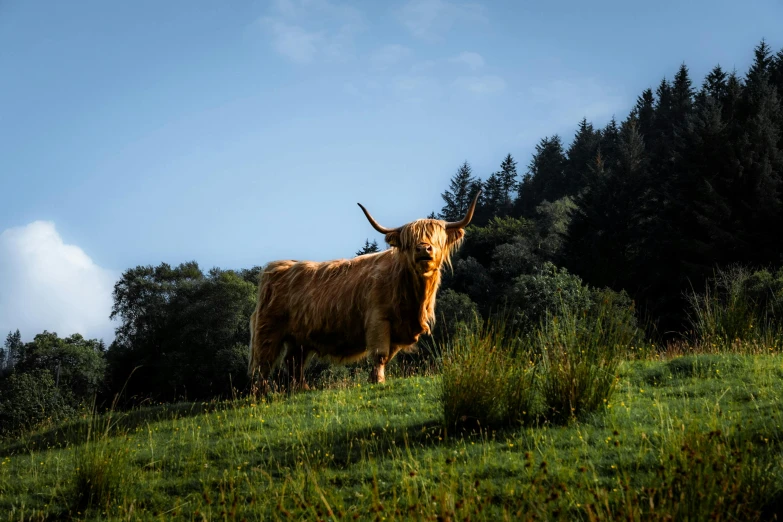 a large brown bull with horns standing in a grassy field