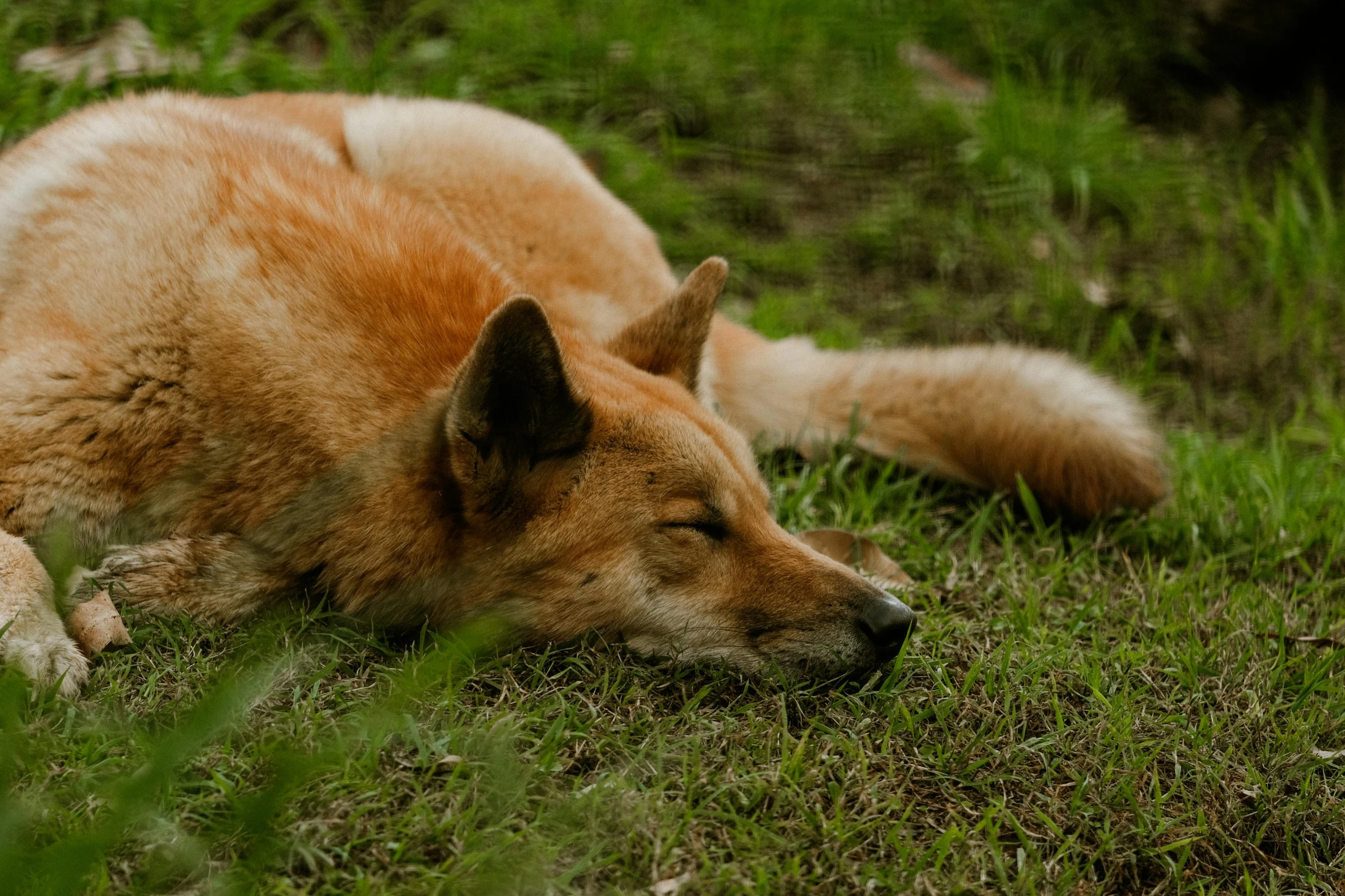 a close up of a dog laying in the grass