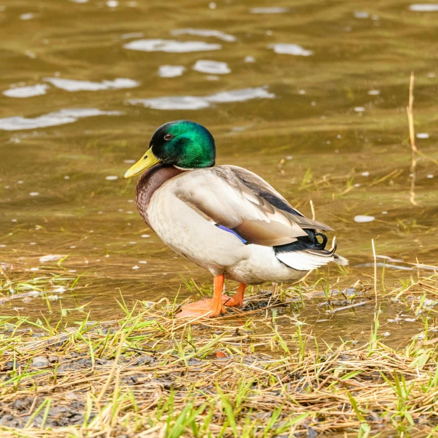 a duck standing in the water on some grass