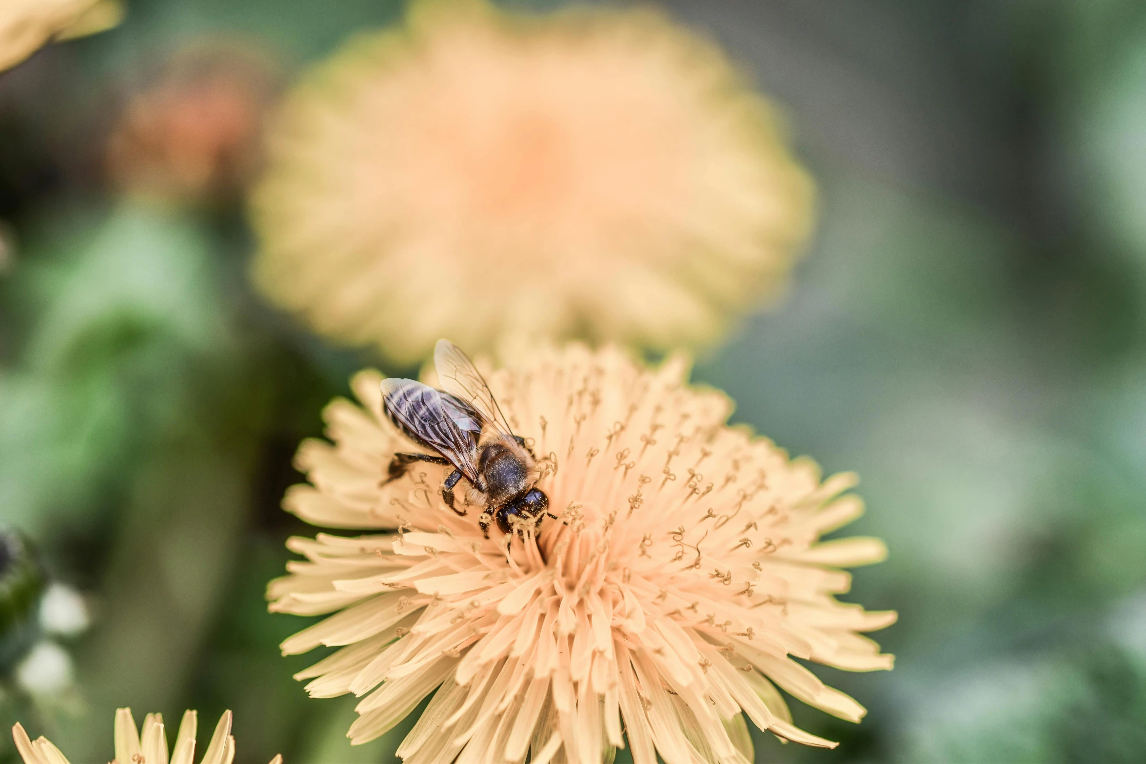 a bee is resting on a flower in the field