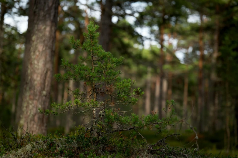 there is a small tree with no leaves in the forest