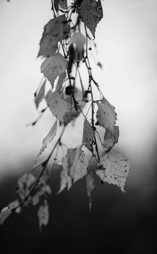 the leaves and fruit of a tree are in the air