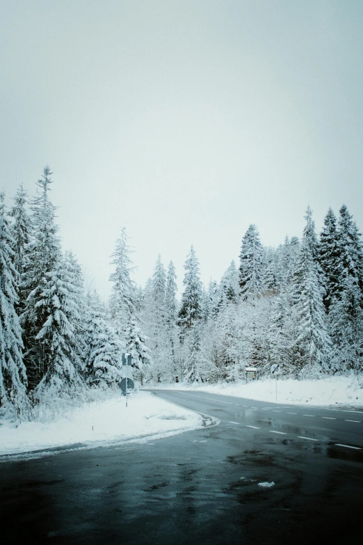 a large amount of snow on trees near the road