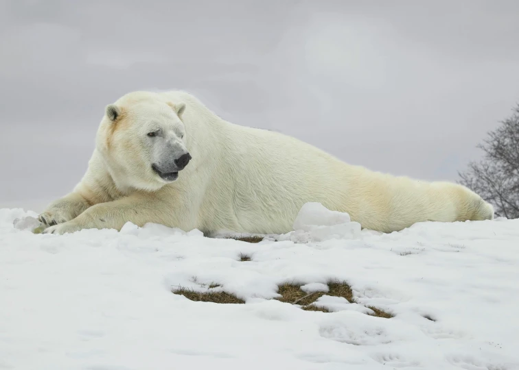 an image of a polar bear on the snow