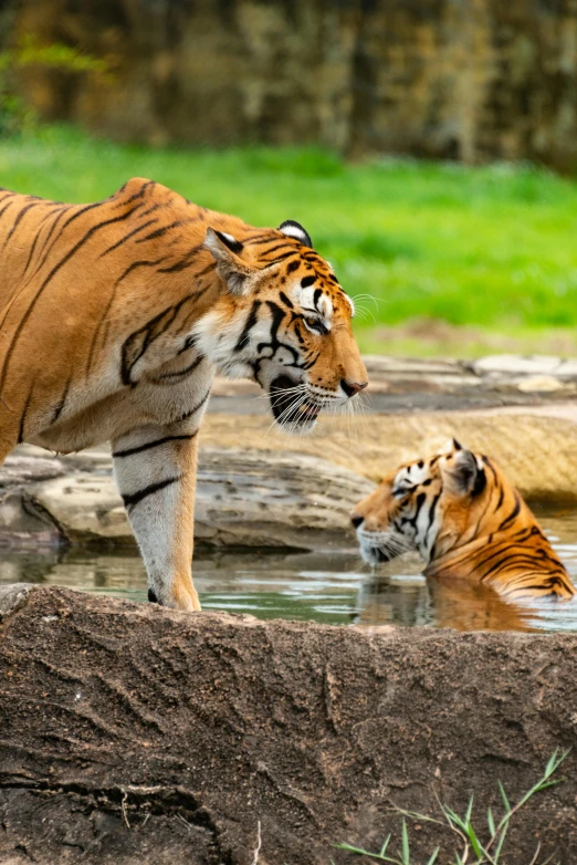 a tiger and a cub are playing in the water