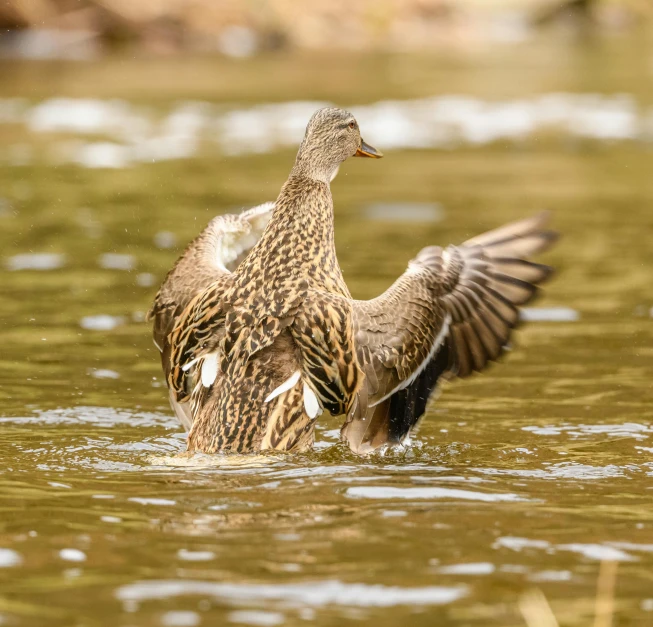 two ducks in a pond getting ready to land