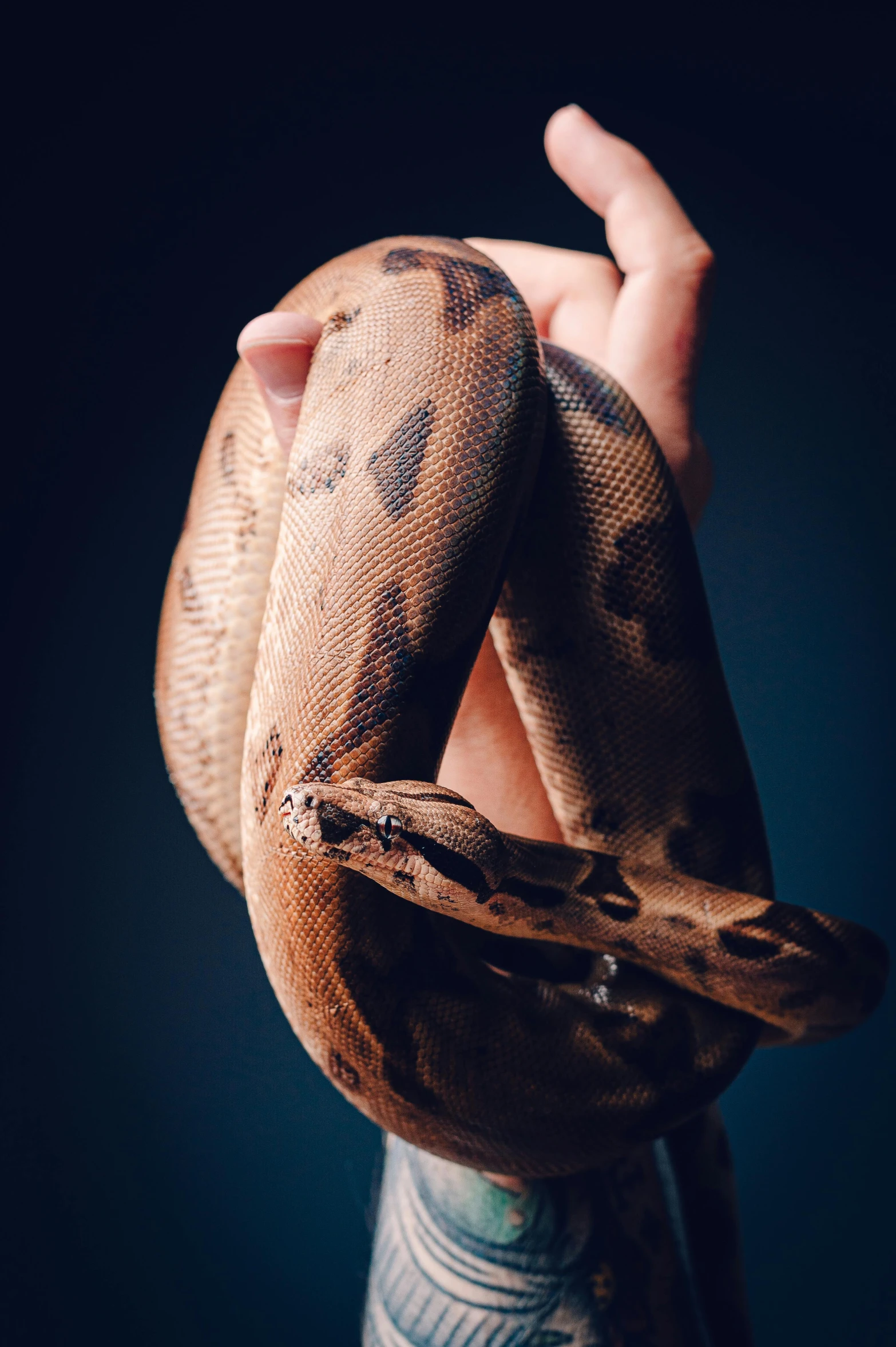 a person is holding up a huge snake