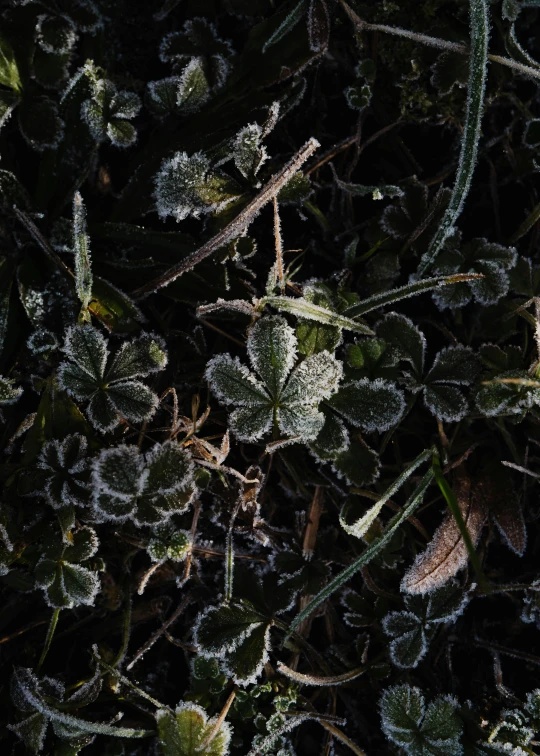 frost - covered plants and other winter vegetation are illuminated by morning dew