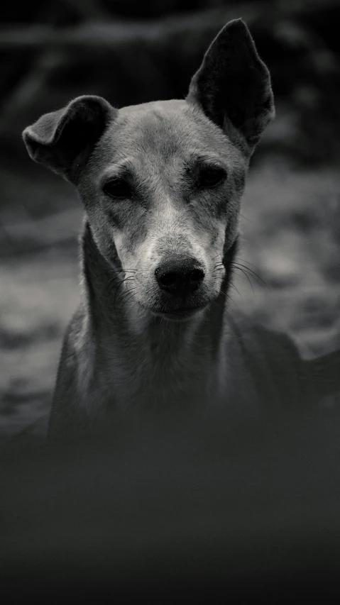 the black and white po shows a dog with eyes closed