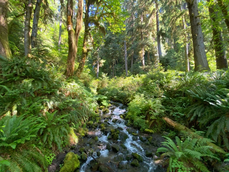 the stream is surrounded by several tall trees and fern