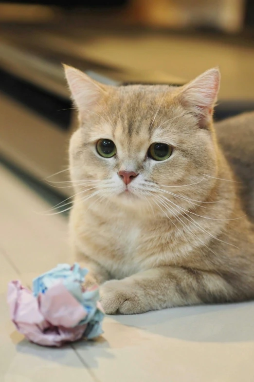 the orange cat has big blue eyes as well as a ball