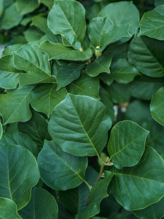 a plant with green leaves and brown tips on it