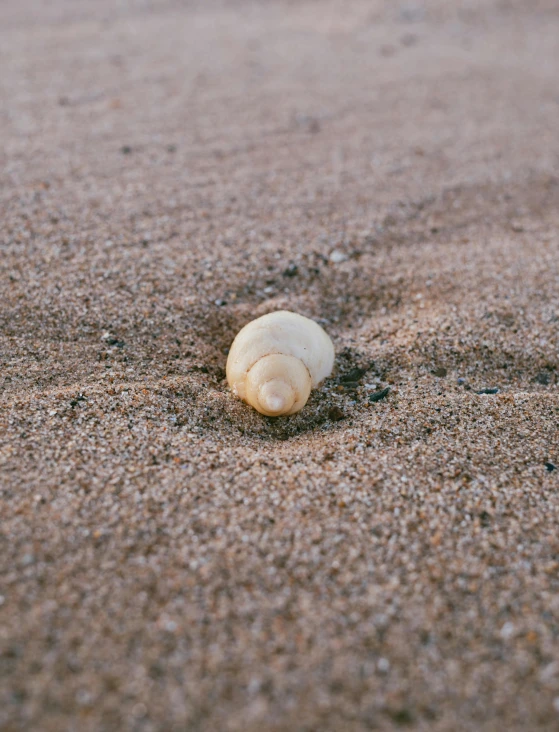 an ocean shell on the beach with small shells