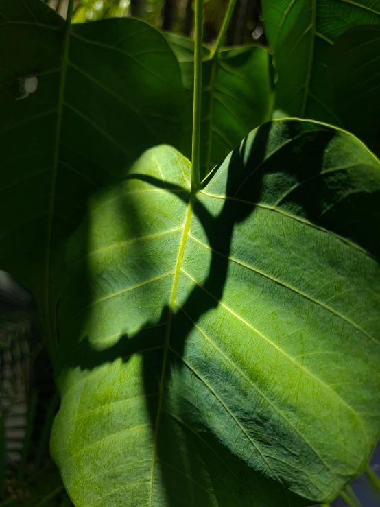 a leaf with a shadow on it