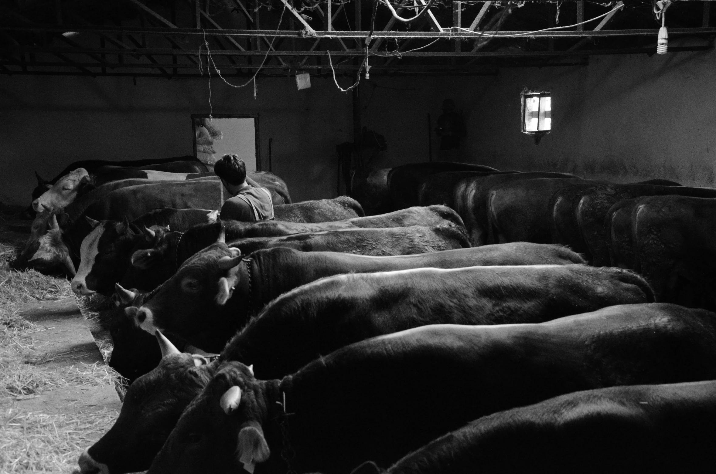 black and white image of cows lined up in an open barn