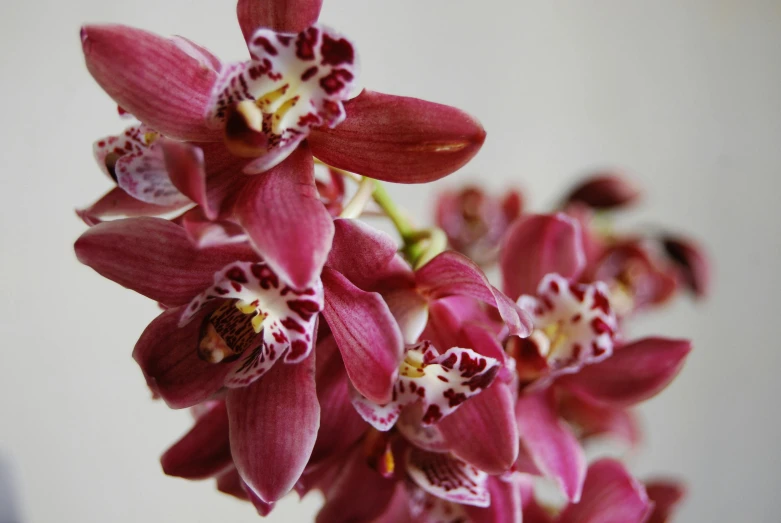 pink flowers with spots of white in a vase