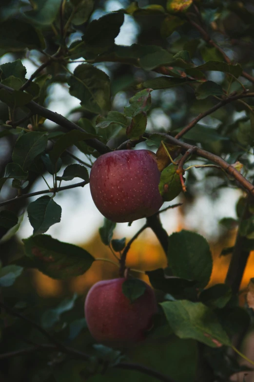 a couple of apples hanging from a tree nch