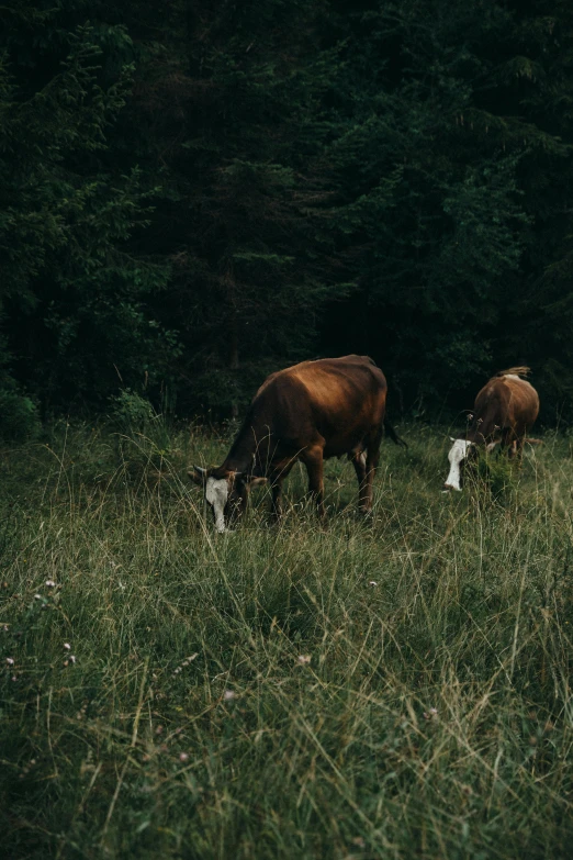 two cows are grazing together on grass