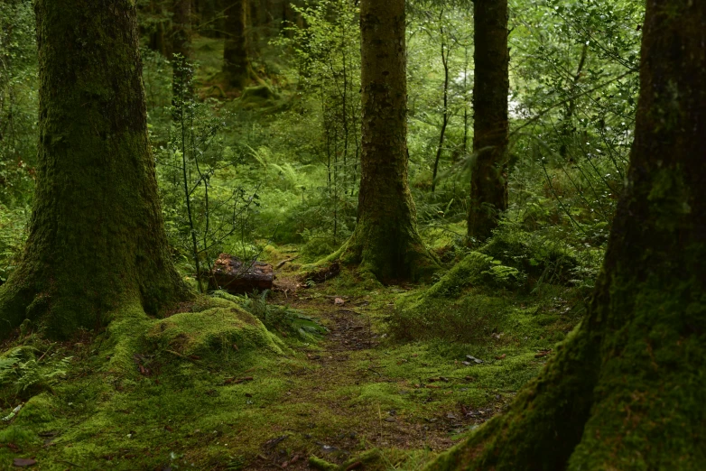 the trail is surrounded by lush green foliage