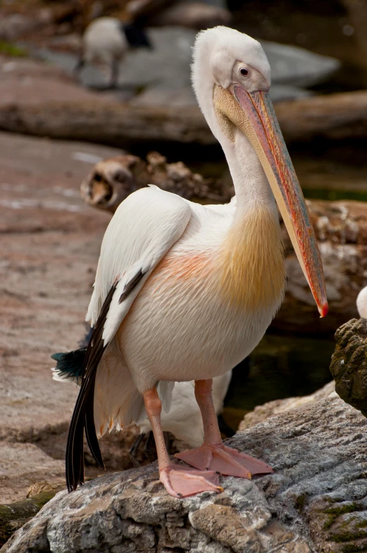 a white pelican stands on a rock while other birds watch